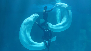 小梅沙海洋世界-白鲸秀