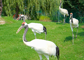 森山国草博览园