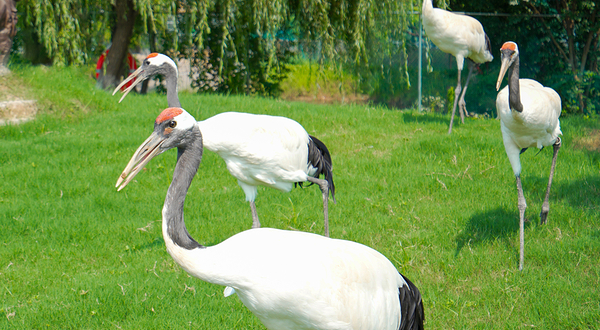 森山国草博览园