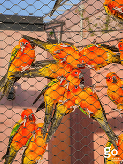 千鹦鸟舍鹦鹉主题乐园