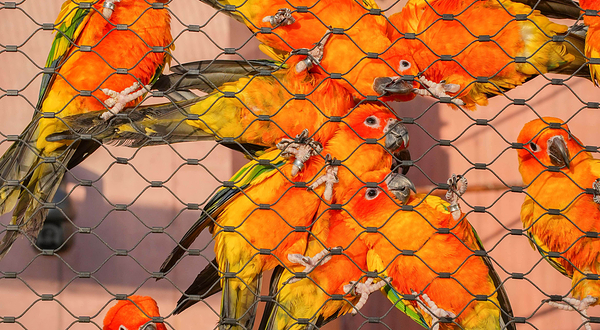 千鹦鸟舍鹦鹉主题乐园