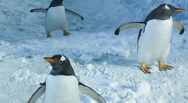 长白山北国企鹅之家