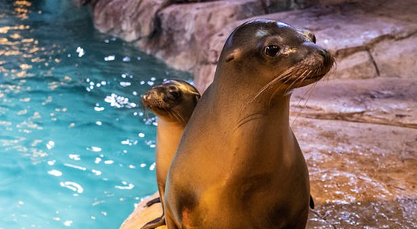 佐治亚水族馆