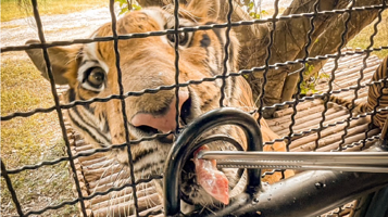 是拉差老虎园天堂动物园