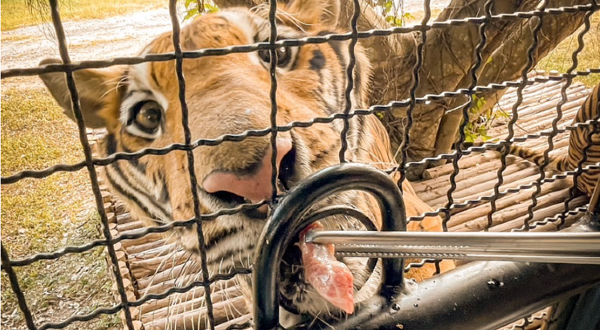 是拉差老虎园天堂动物园