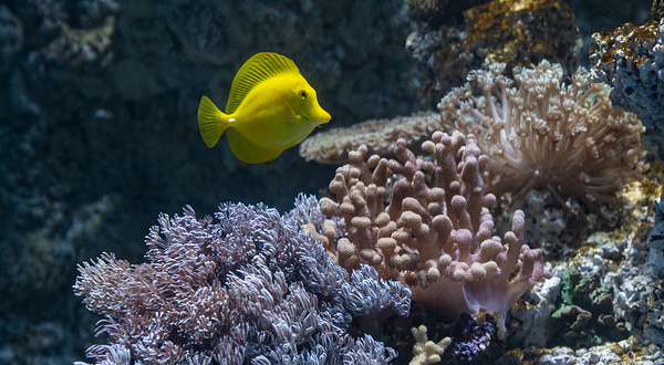 重庆汉海海洋公园