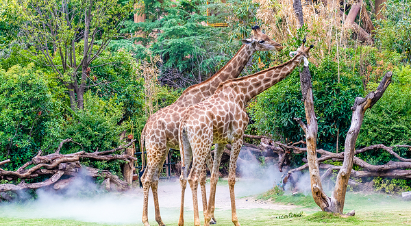 郑州银基动物王国