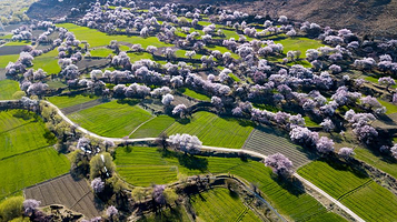 布久朵当村桃花园