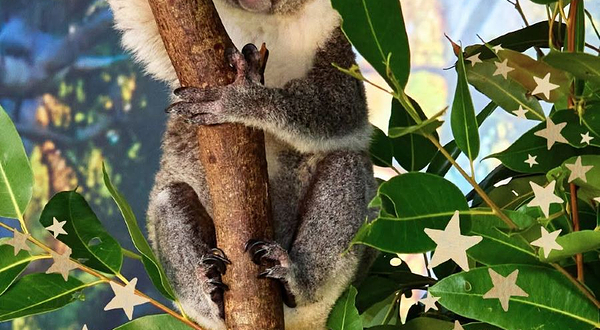 Cairns Koalas & Creatures