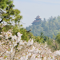 东湖樱花园