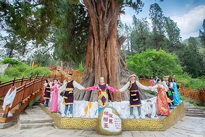 世界柏树王园林