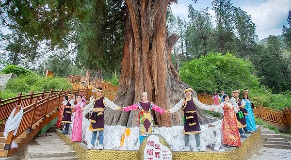 世界柏树王园林