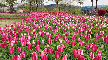 川西花海大世界