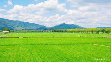 广州市增城区丝苗米稻田公园