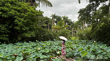 中国科学院西双版纳热带植物园-西游览区
