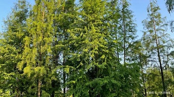 北江南岸公园绿道