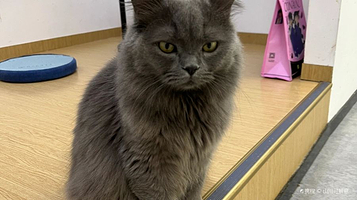 猫咪博物馆(西安印象城)