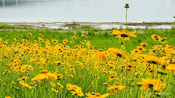 滹沱河生态旅游景区-滹沱湿地