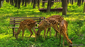神鹿森林乐园