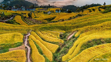 鎏金梯田