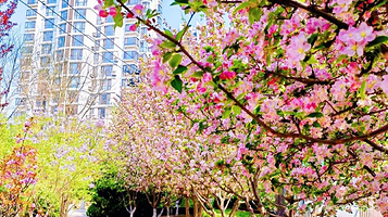 凤凰台植物公园