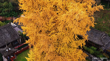 古观音禅寺-钟楼