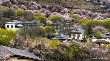 林芝桃花节