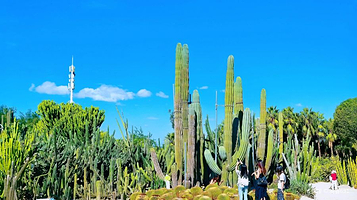 厦门园林植物园-多肉植物区