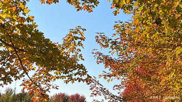 大运河红枫森林景区
