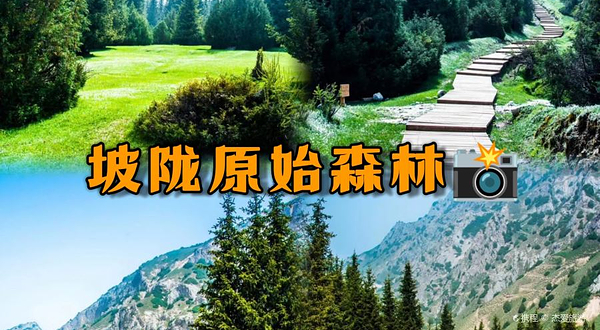 坡陇原始森林风景区