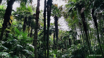 西山风景区-南充市植物园