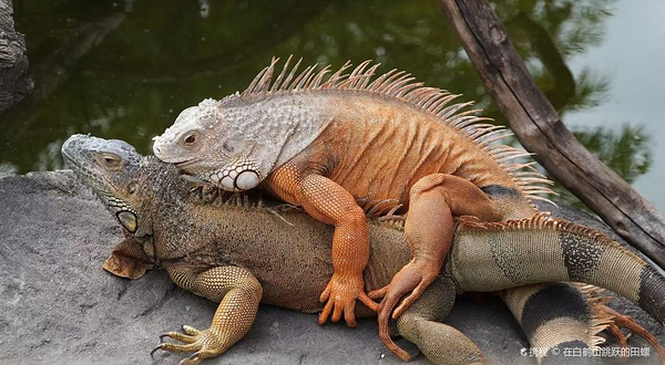 吴哥野生动物园和水族馆