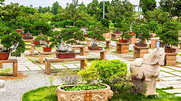 鸿江盆景文化园