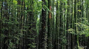 金佛山178风吹岭