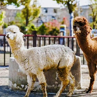 阜阳野生动物园