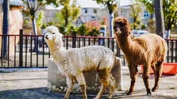 阜阳野生动物园