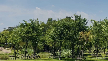 南洋杉疏林草坪