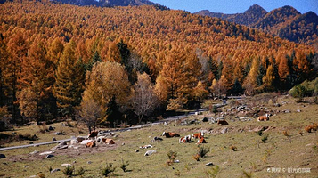 庞泉沟国家森林公园
