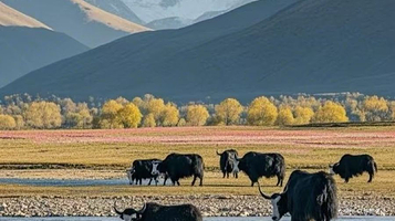 格底拉姆大草原