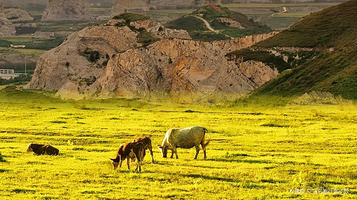 蒋福山红叶谷营地