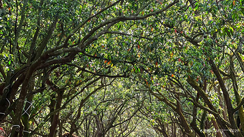 海口冯塘绿园民宿