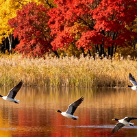 黑龙江凤凰山国家级自然保护区