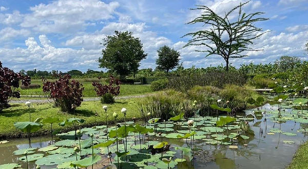 清迈查普林大象营