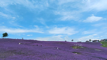 中国凉都星空花海