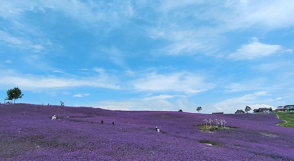 中国凉都星空花海