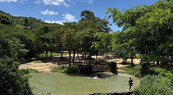 苏梅岛大象王国