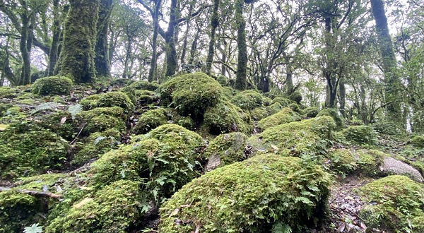 金山原始森林