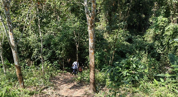 基诺山司土小寨雨林徒步