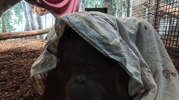 红山森林动物园-猩猩馆