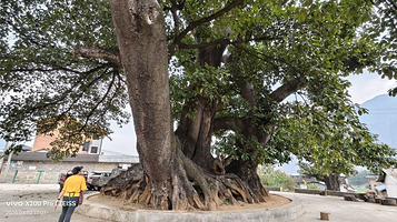 亚洲第一大榕树